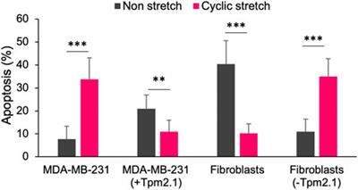 Cancer cells can be killed mechanically or with combinations of cytoskeletal inhibitors